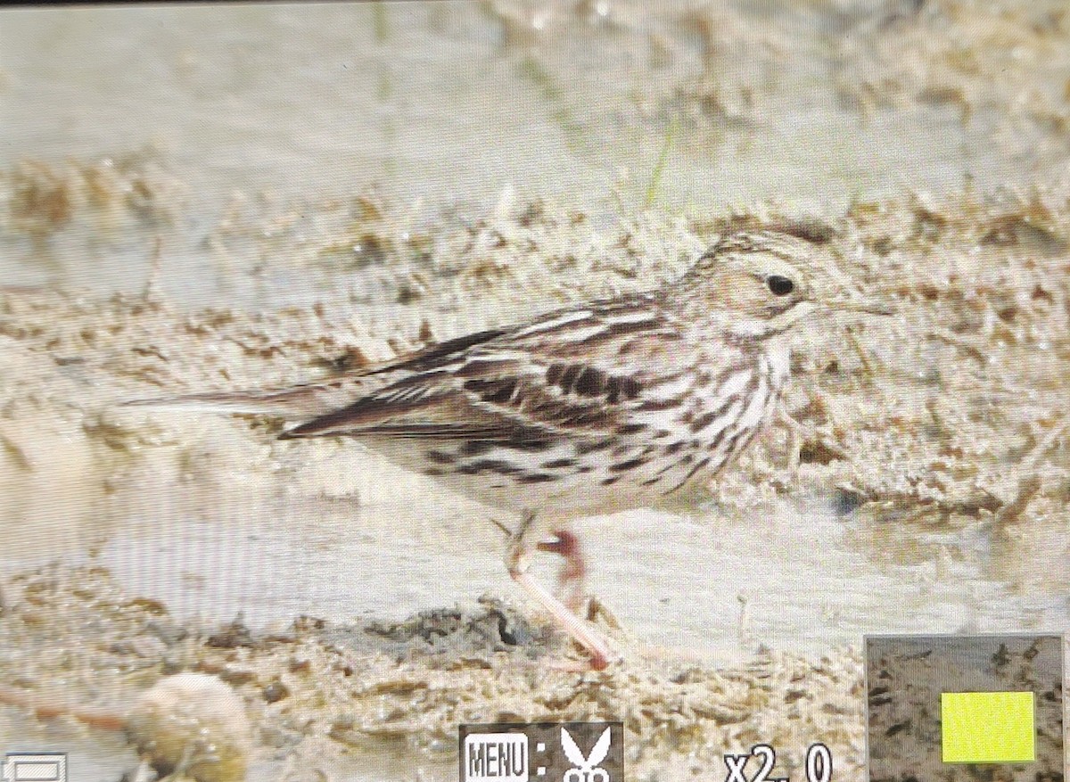 Red-throated Pipit - Esha Munshi