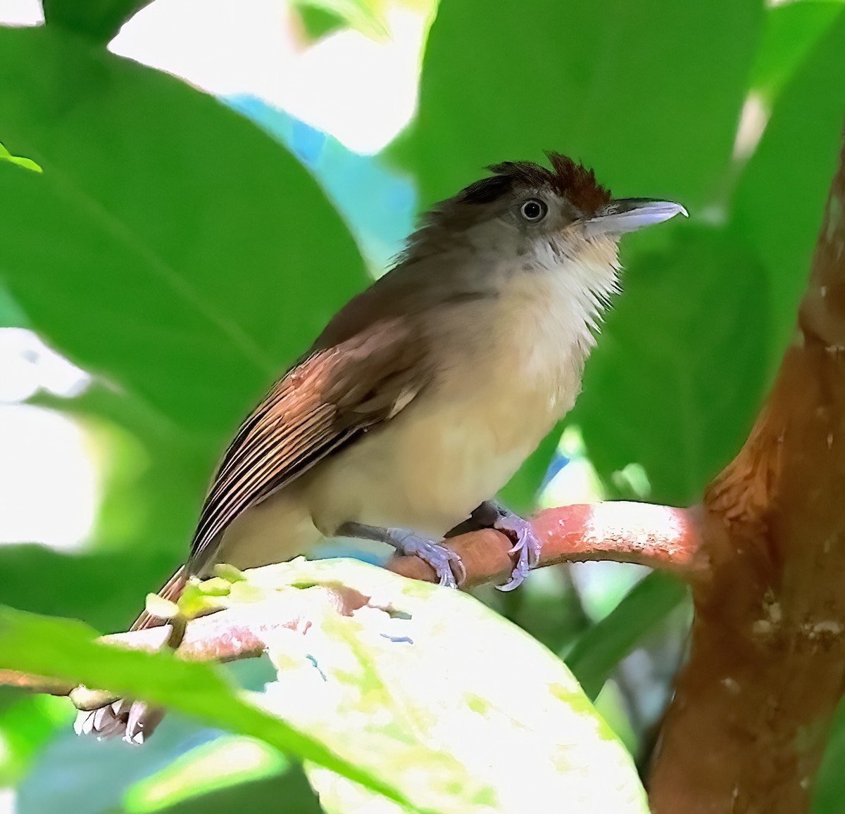 Palawan Babbler - ML613266560