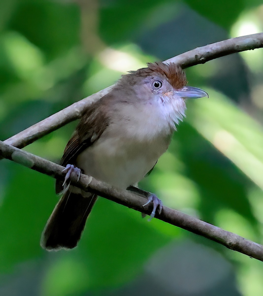 Palawan Babbler - ML613266563