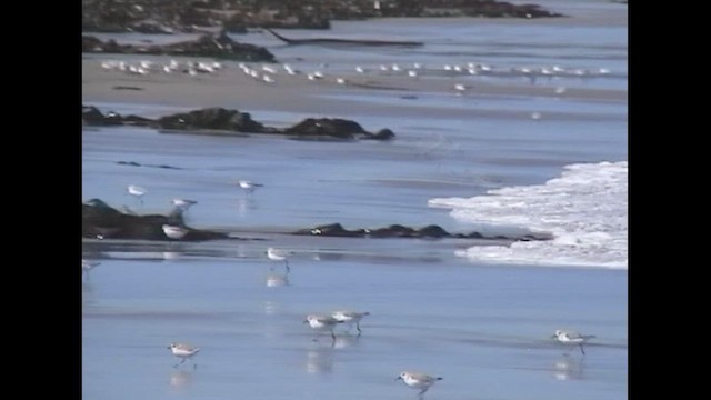 Bécasseau sanderling - ML613266706