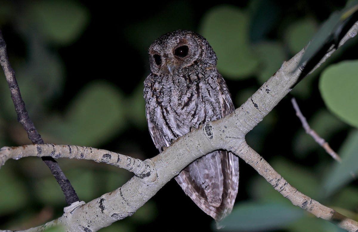 Flammulated Owl - ML613266718