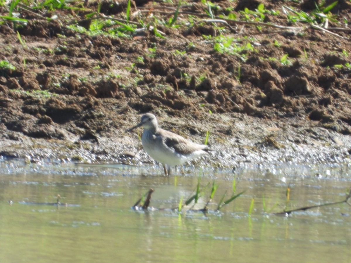 Lesser Yellowlegs - ML613266721