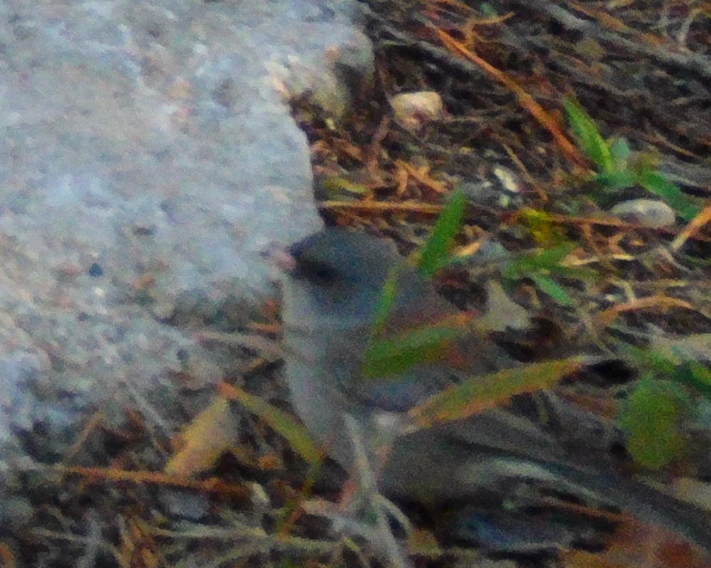 Dark-eyed Junco (Gray-headed) - ML613266780