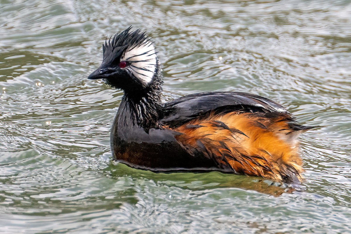 White-tufted Grebe - ML613266790