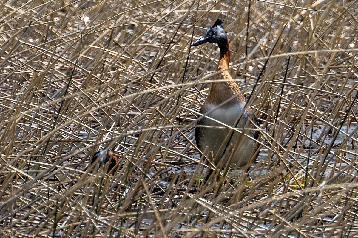 Great Grebe - ML613266792