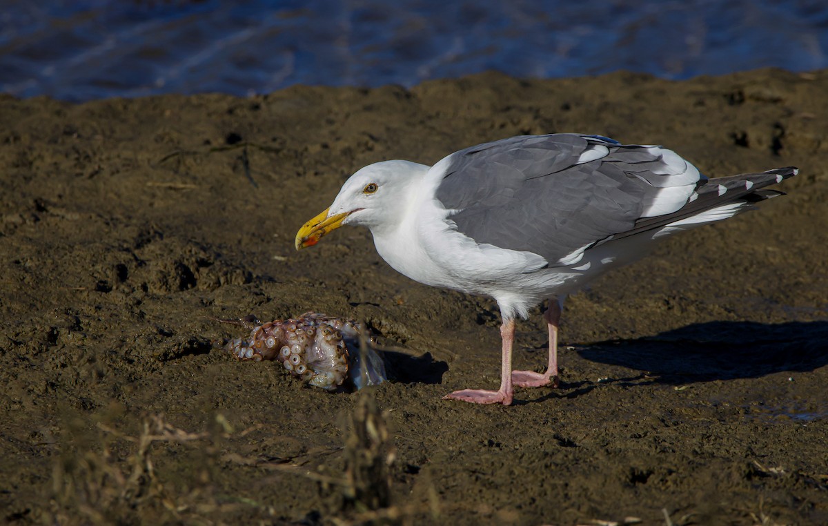 Western Gull - ML613266794