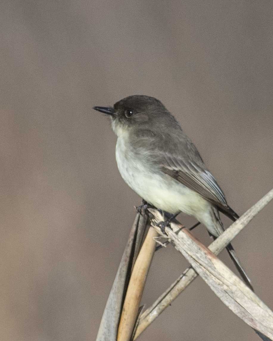 Eastern Phoebe - ML613266872