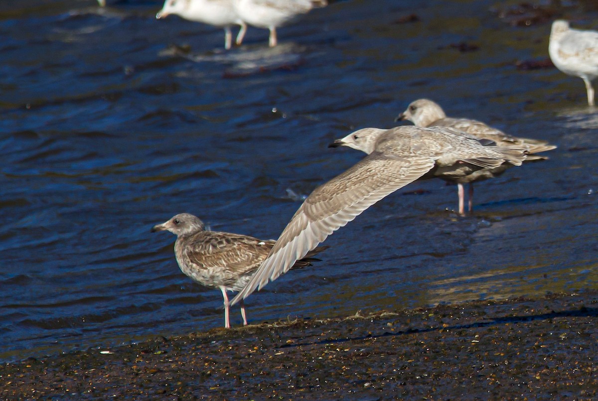 Glaucous-winged Gull - ML613266891