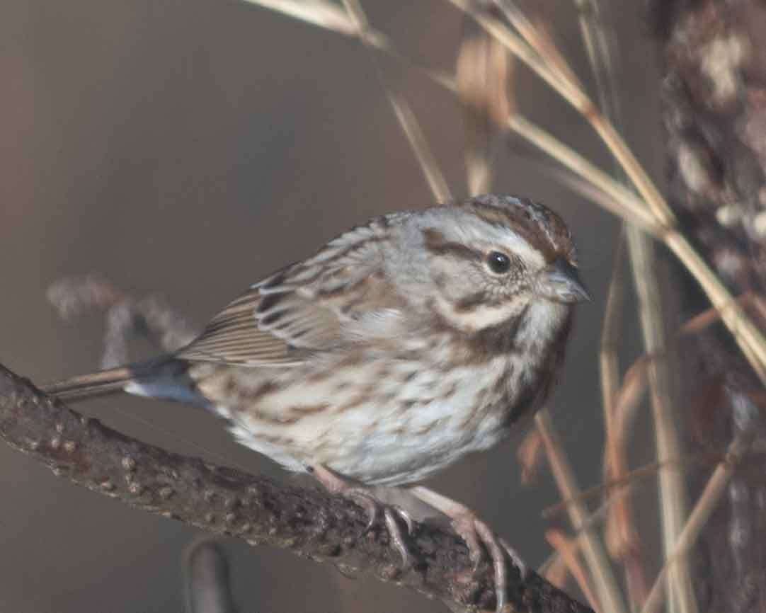 Song Sparrow - ML613266910