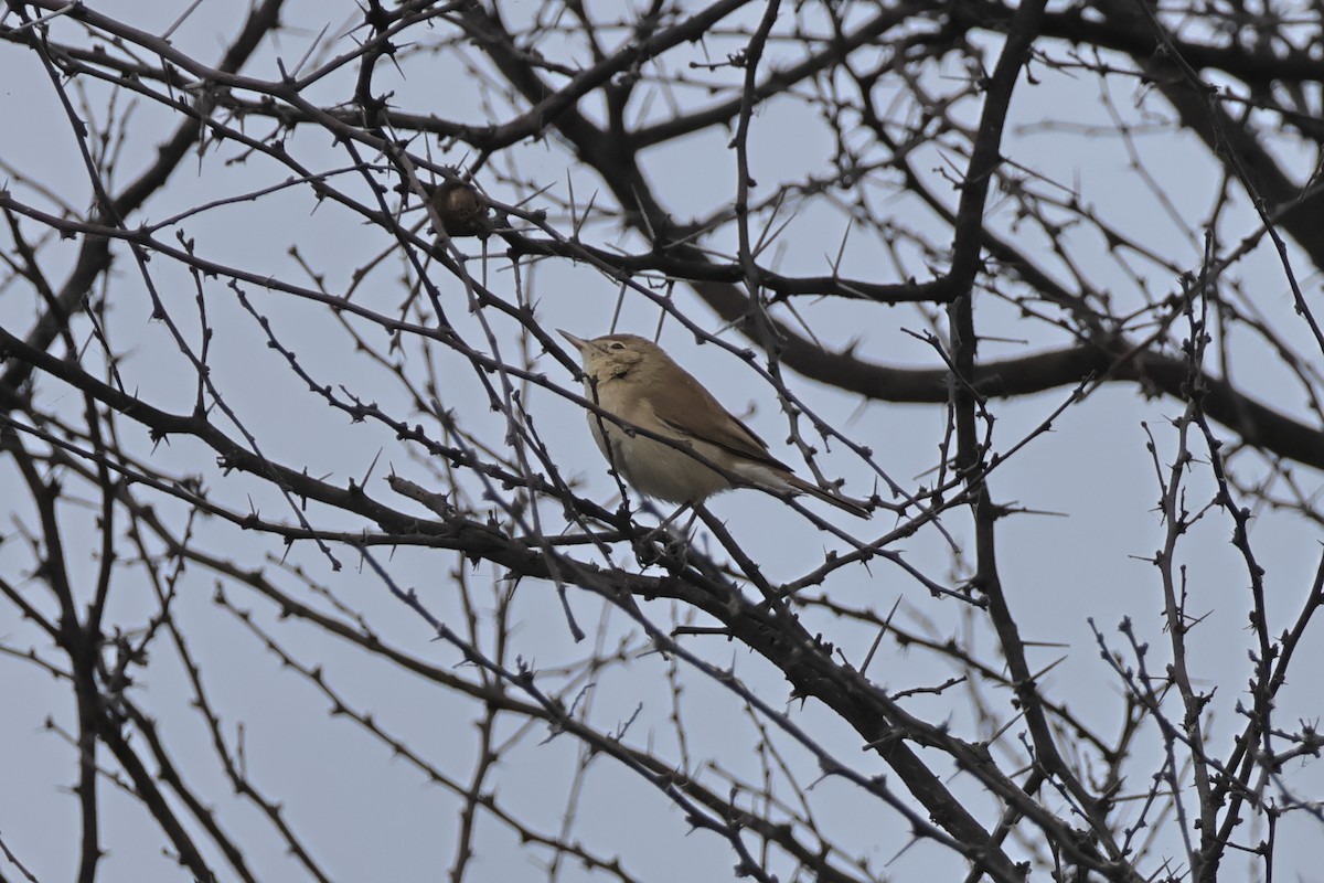 Sykes's Warbler - ML613266938