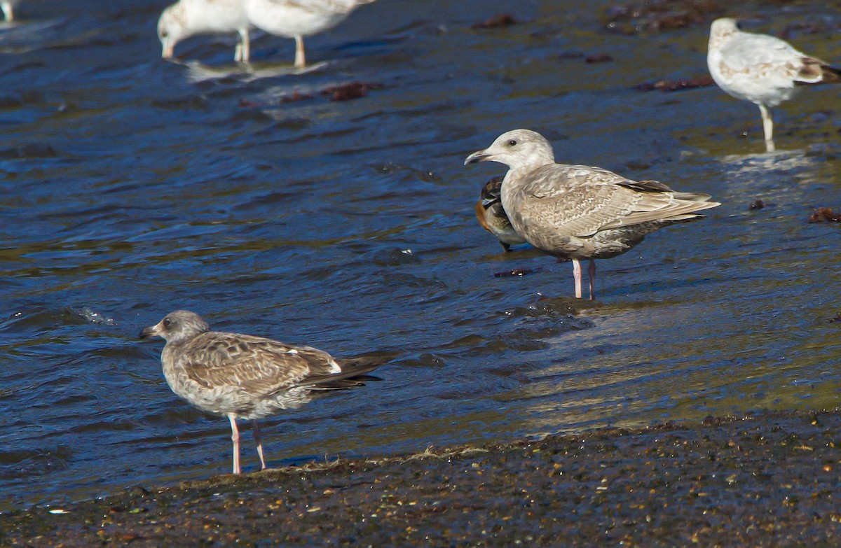 Glaucous-winged Gull - ML613266947