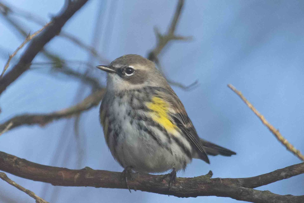 Yellow-rumped Warbler - ML613266954