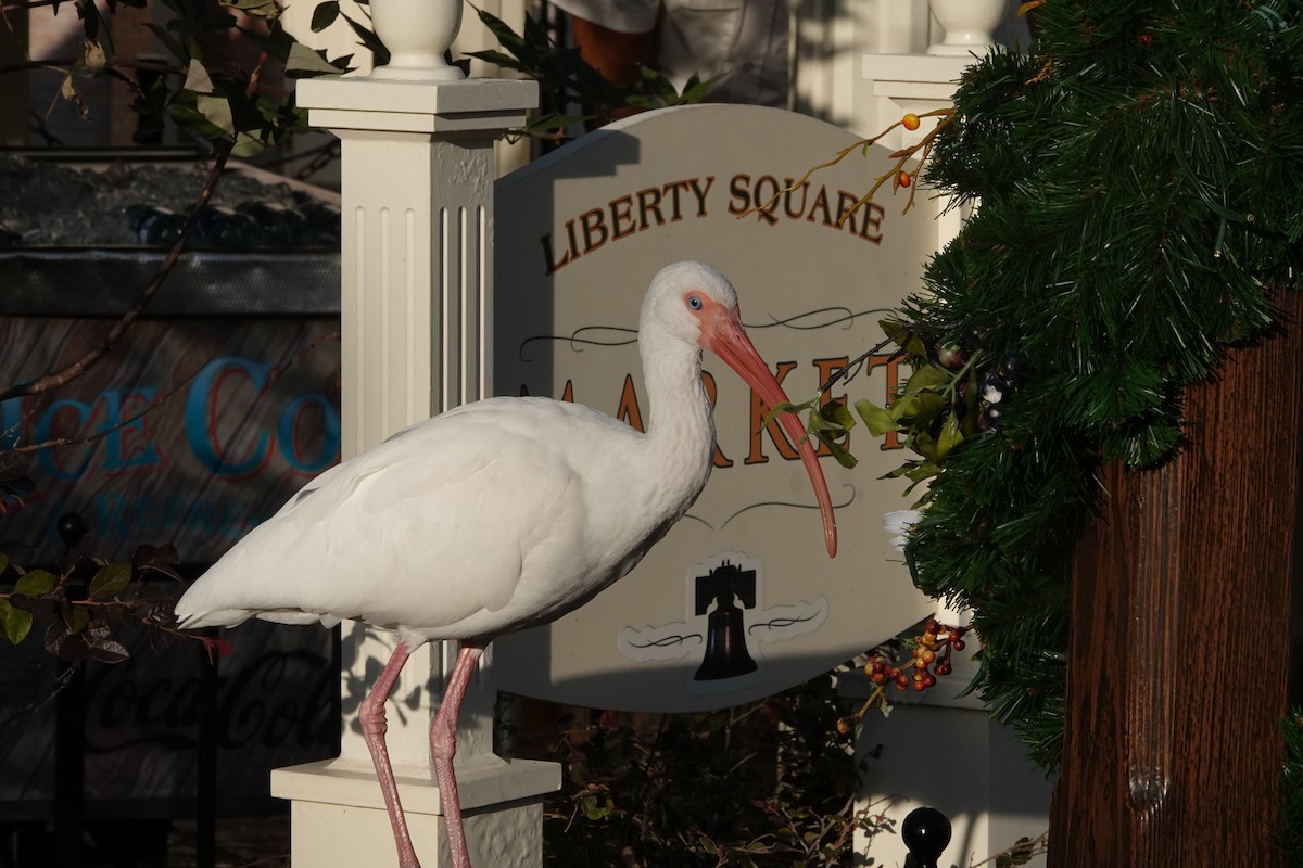 White Ibis - Andre Vu