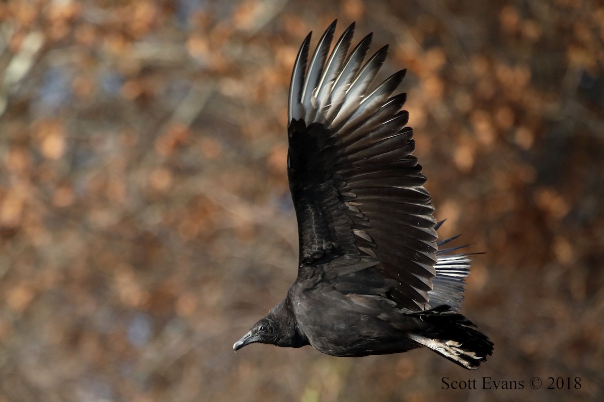 Black Vulture - ML613267174
