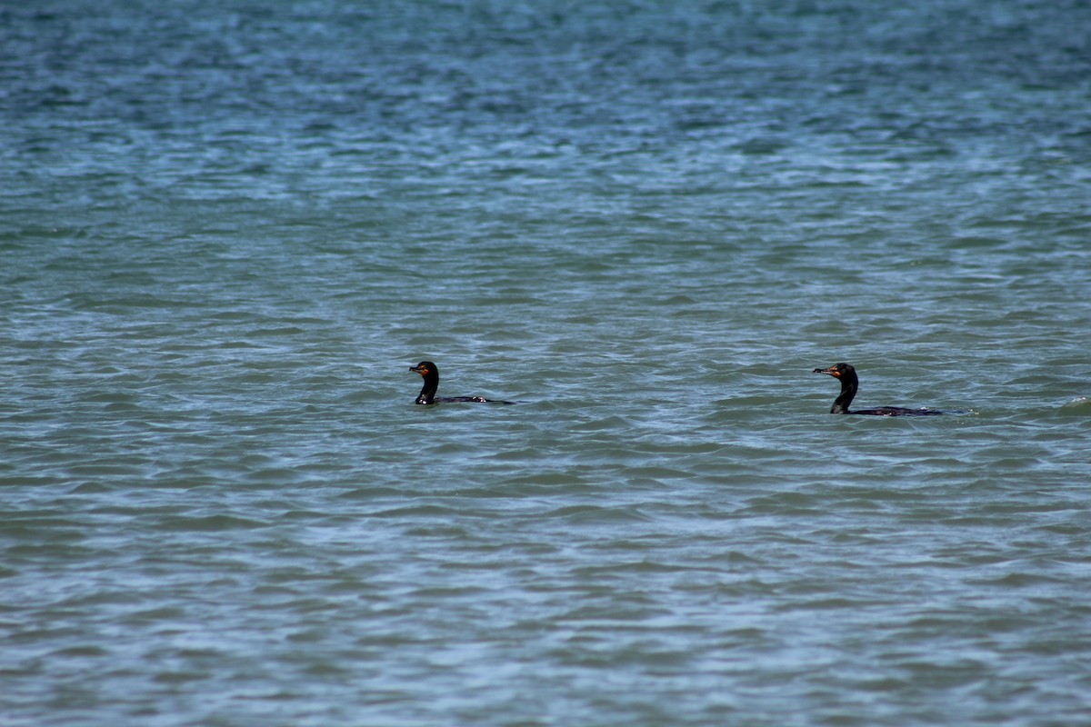 Double-crested Cormorant - ML613267175