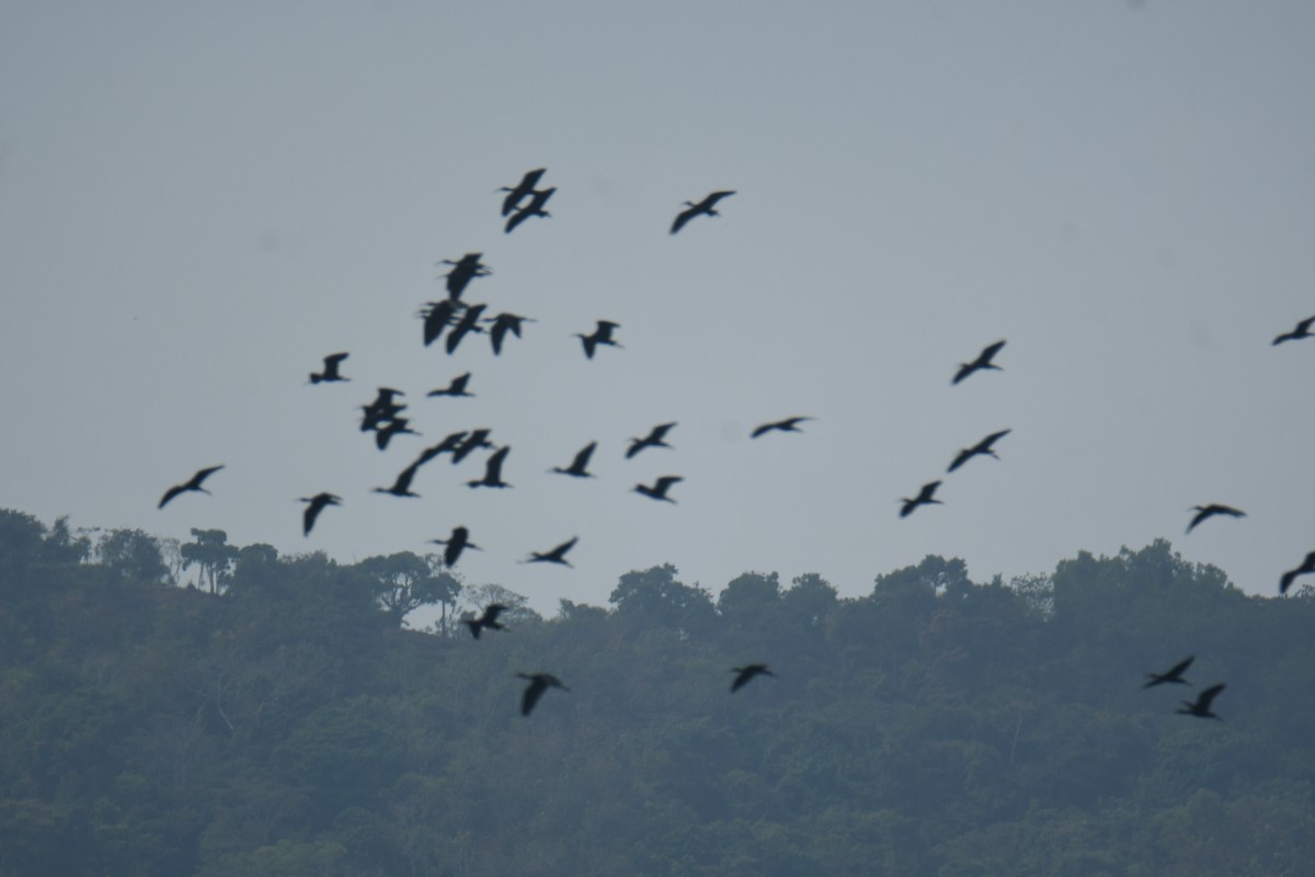 ibis hnědý - ML613267248
