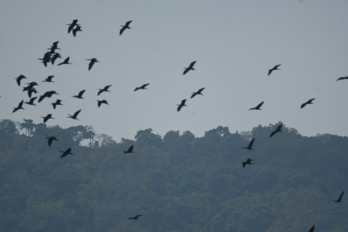 ibis hnědý - ML613267251