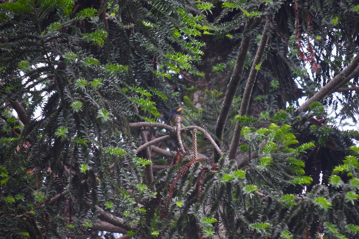 Great Barbet - ML613267258