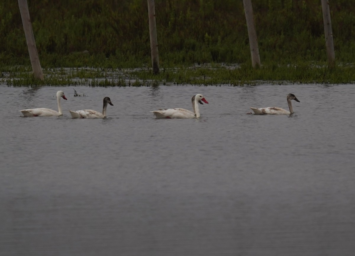 Coscoroba Swan - ML613267286