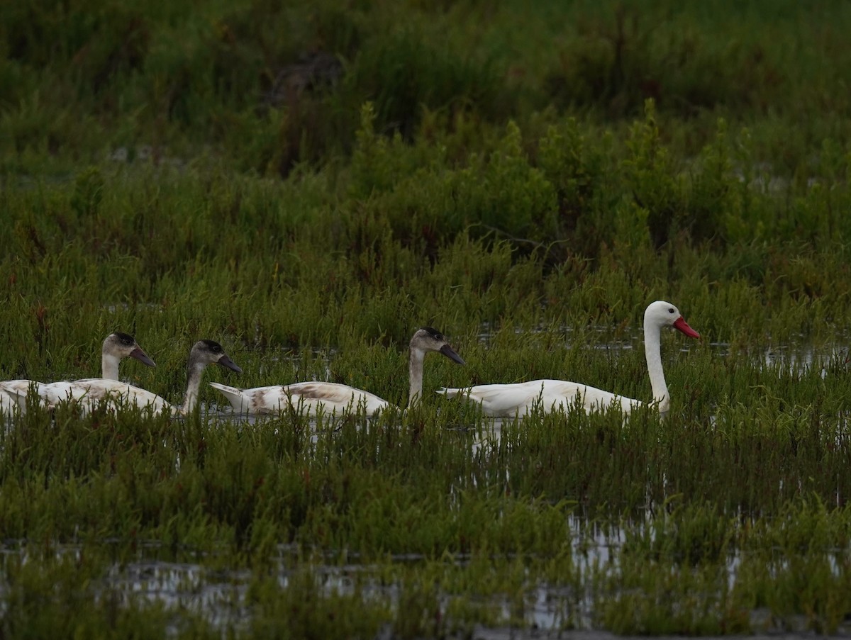 Coscoroba Swan - ML613267288