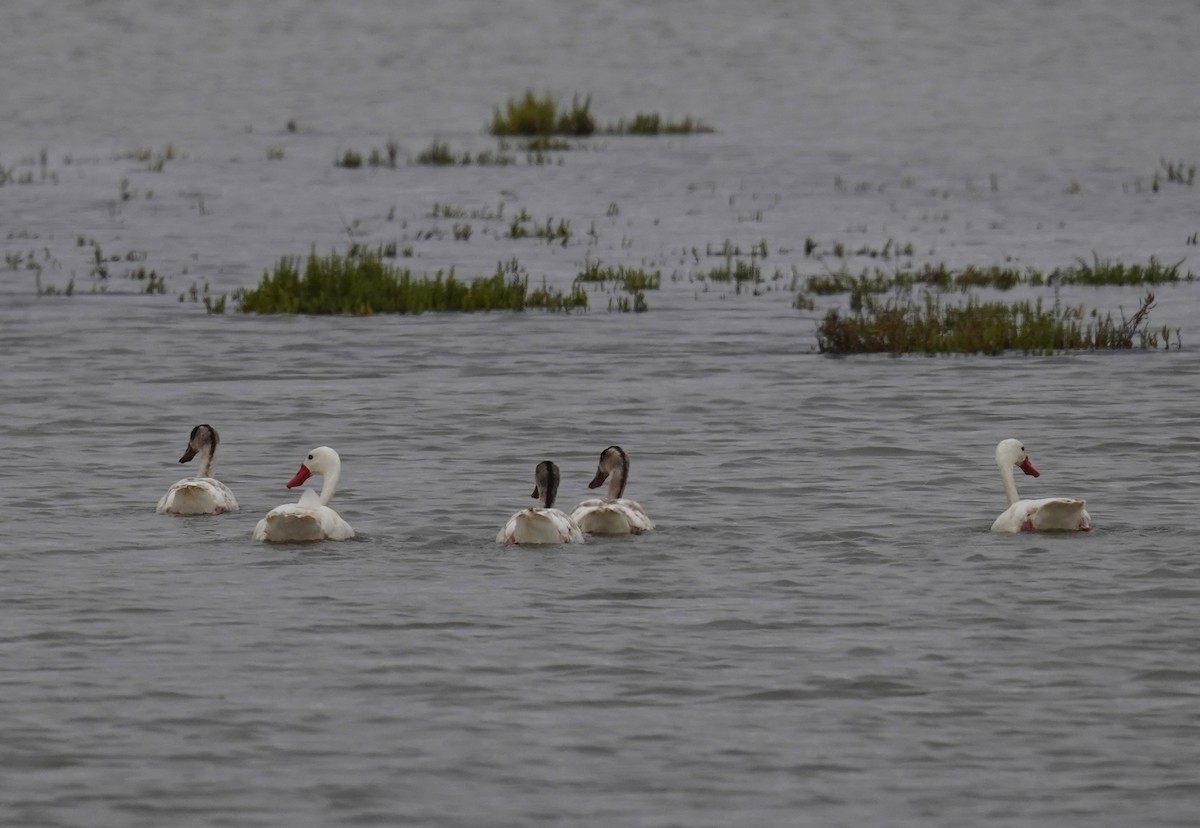 Coscoroba Swan - ML613267297