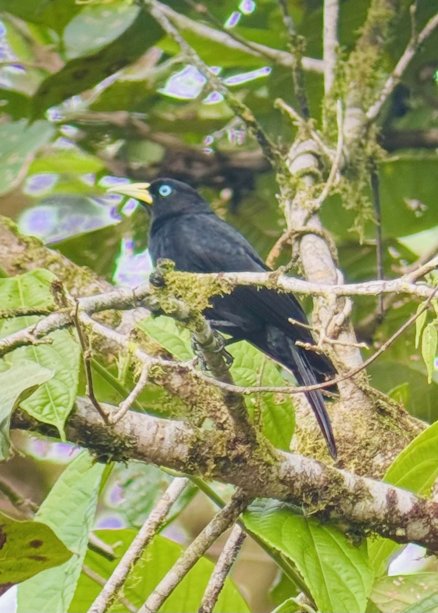 Scarlet-rumped Cacique (Pacific) - joe molina