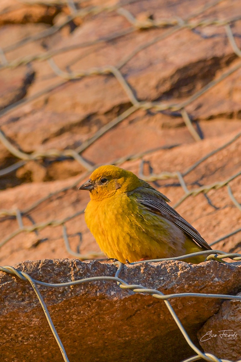 Greater Yellow-Finch - ML613267495