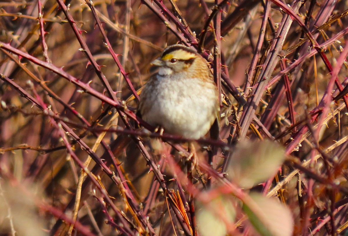 White-throated Sparrow - ML613267577