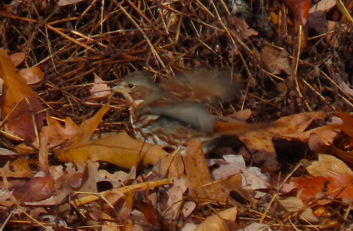 Fox Sparrow - ML613267602