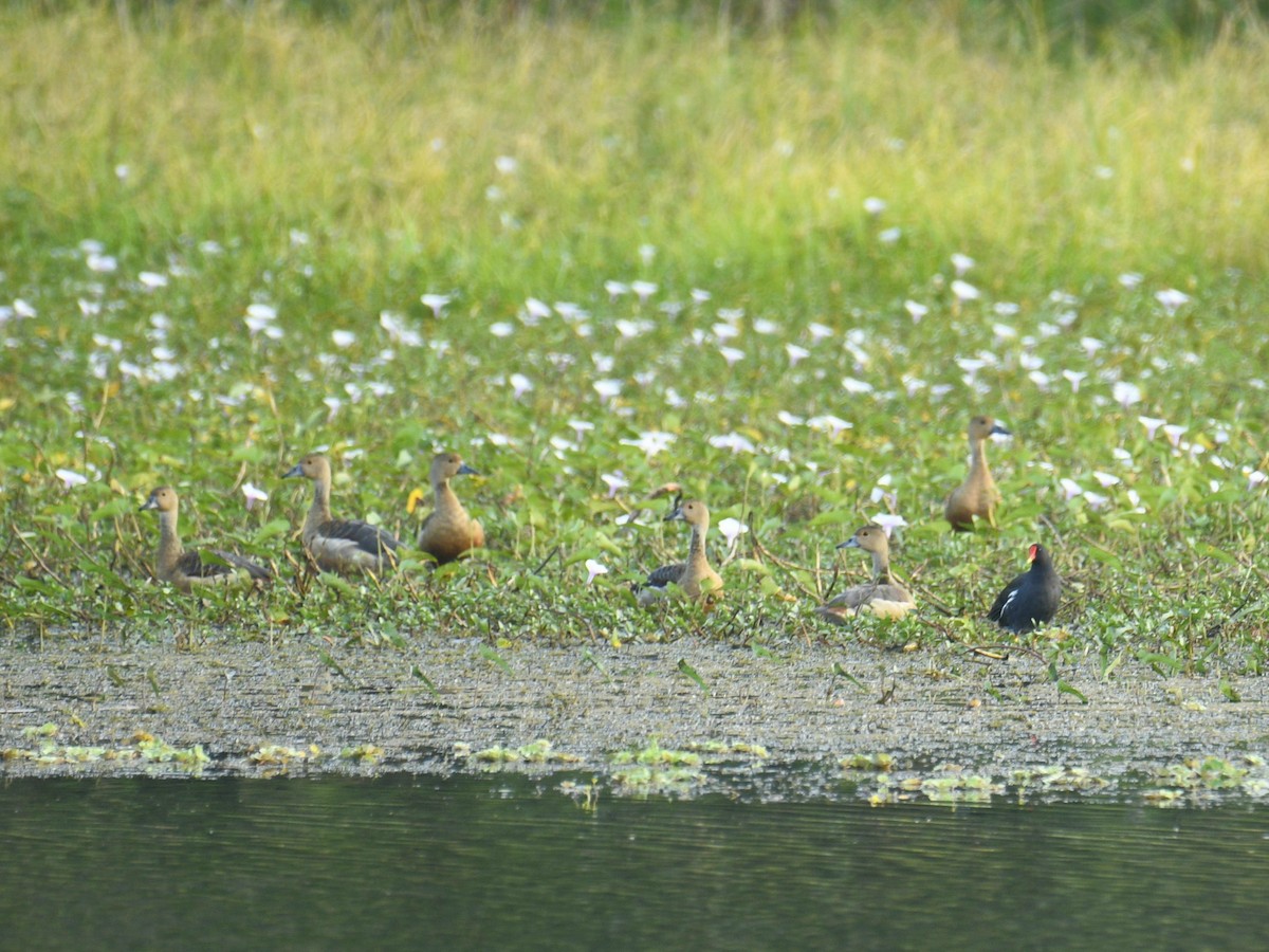 Gallinule poule-d'eau - ML613267656