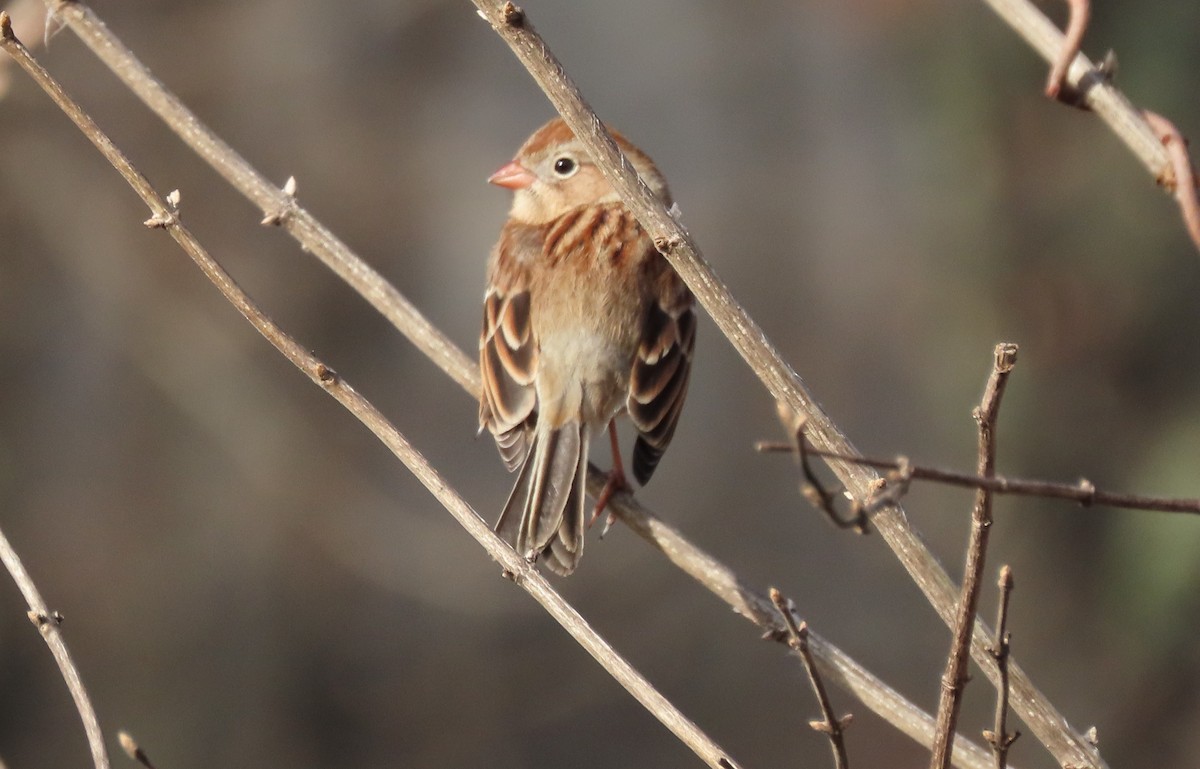 Field Sparrow - ML613267659