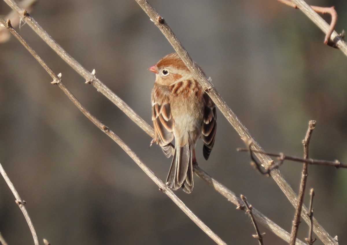 Field Sparrow - ML613267675