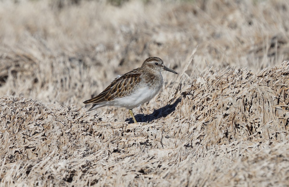 Least Sandpiper - ML613267688