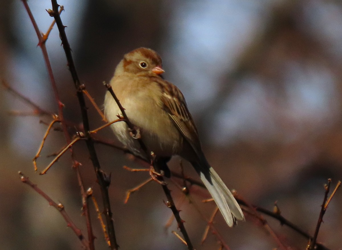 Field Sparrow - ML613267702