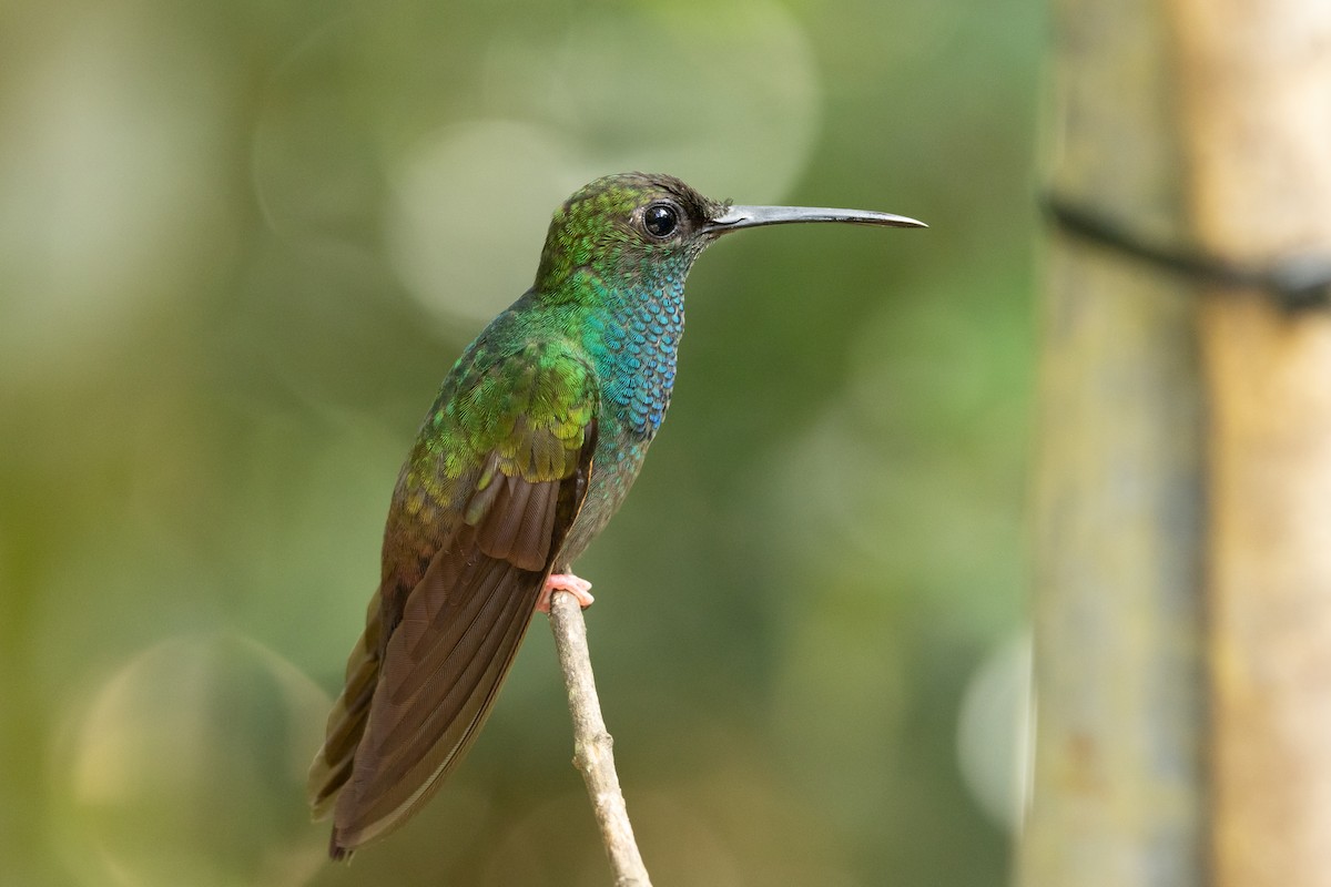 Bronze-tailed Plumeleteer - Carsten Sekula