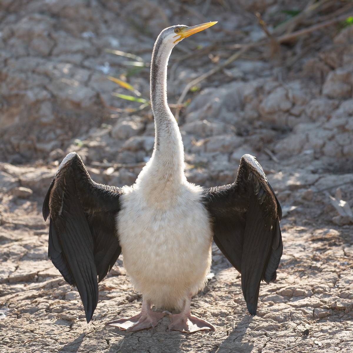 Anhinga Australiana - ML613267831