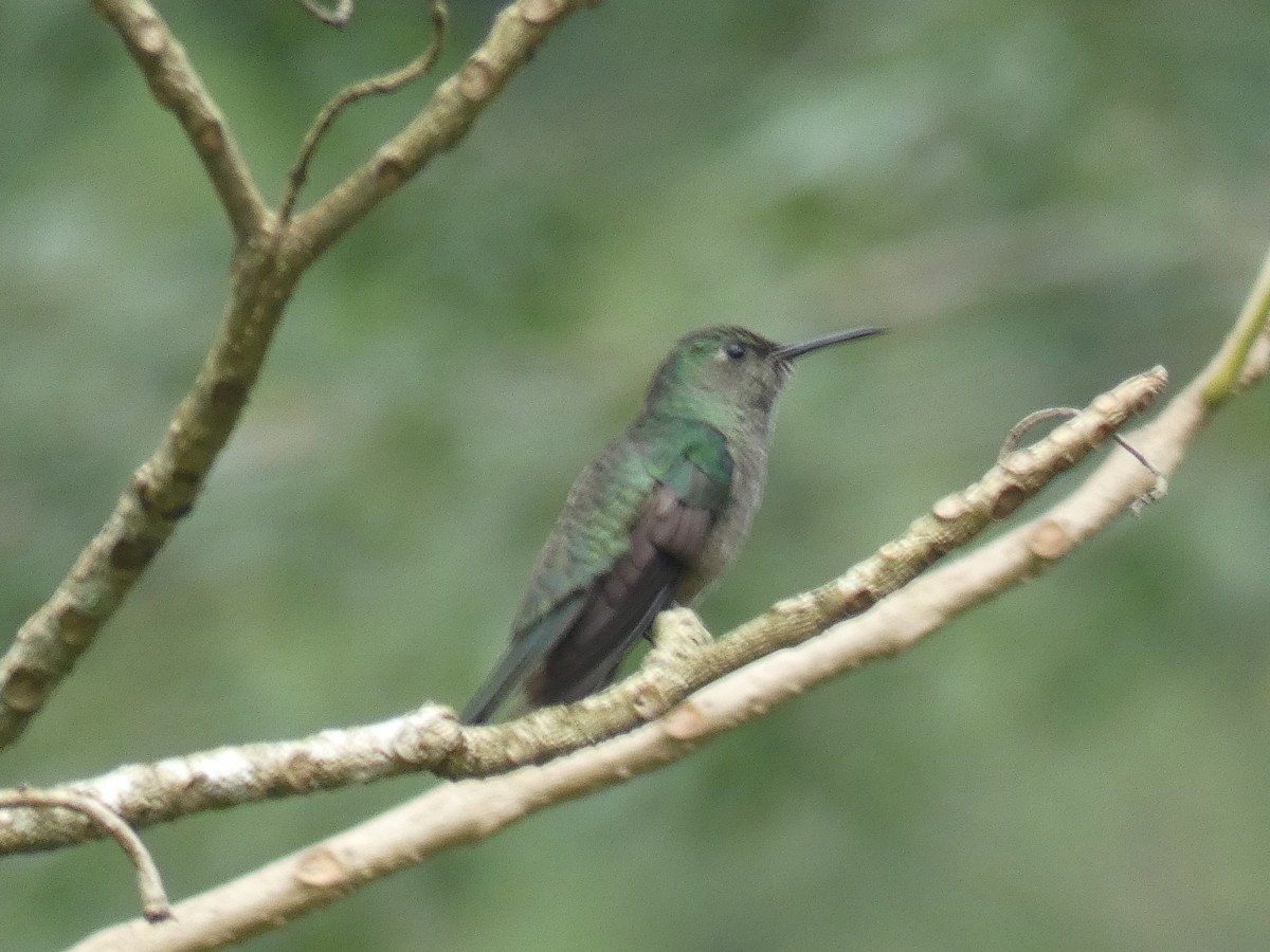 Scaly-breasted Hummingbird - ML613267844