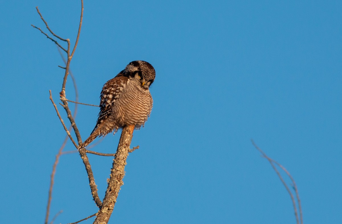 Northern Hawk Owl - ML613267845