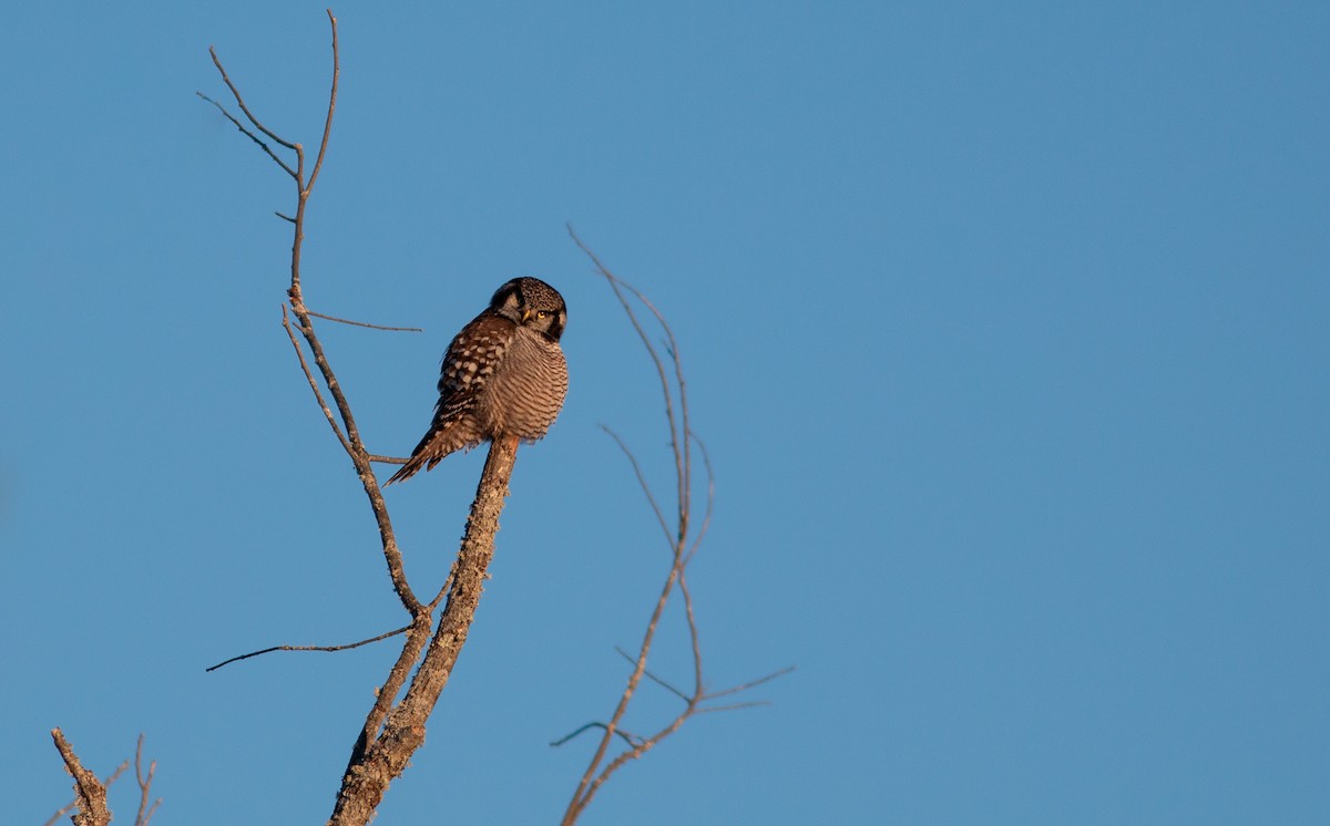 Northern Hawk Owl - ML613267846