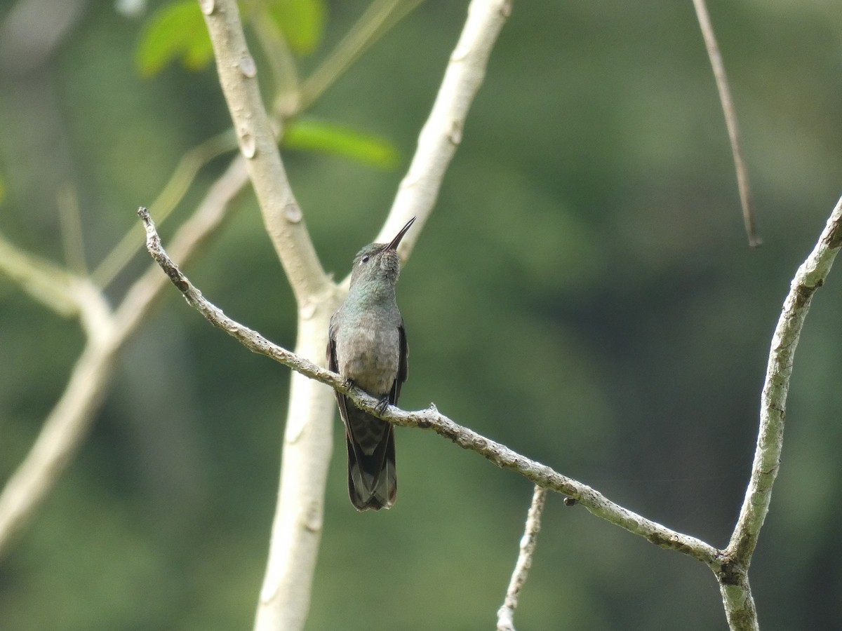 Scaly-breasted Hummingbird - ML613267849