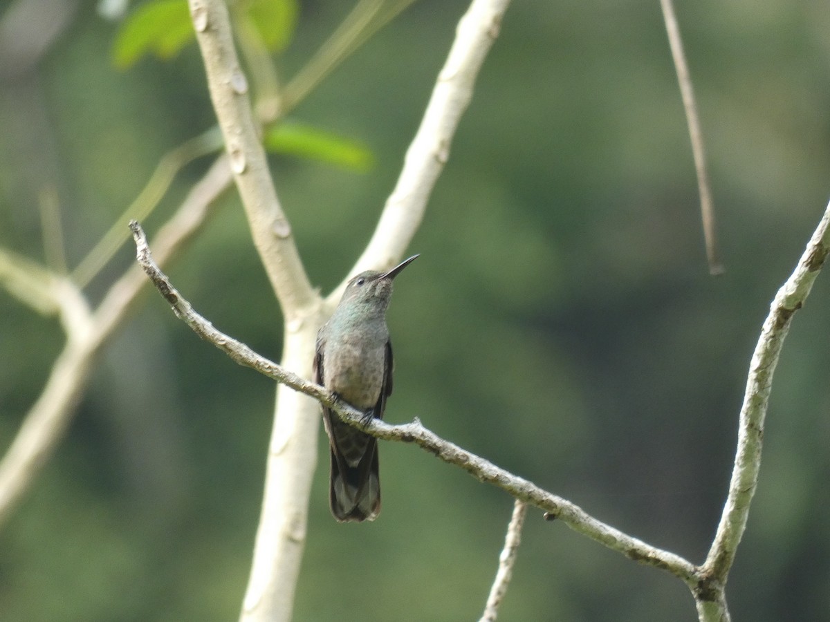 Scaly-breasted Hummingbird - ML613267850