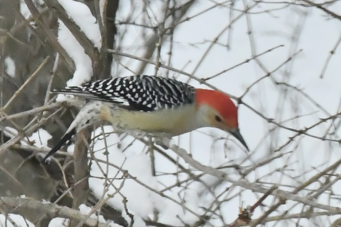Red-bellied Woodpecker - ML613267883