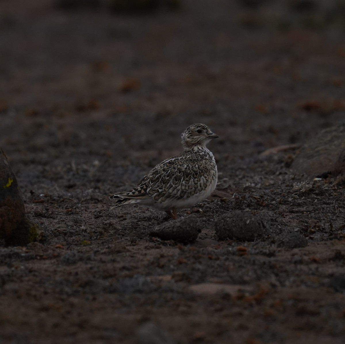 dvergrypesnipe - ML613267968