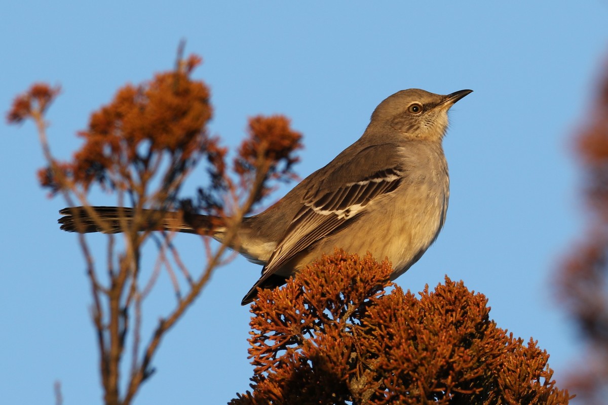 Northern Mockingbird - ML613268131