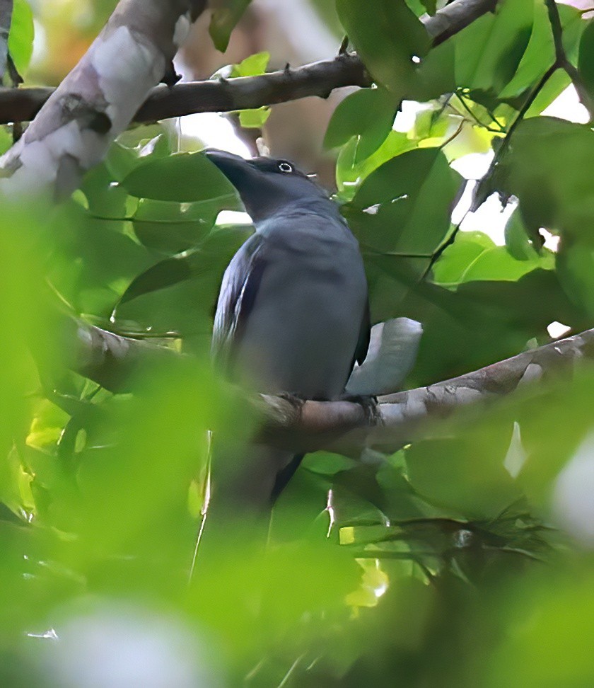 Bar-bellied Cuckooshrike (Philippine) - ML613268176