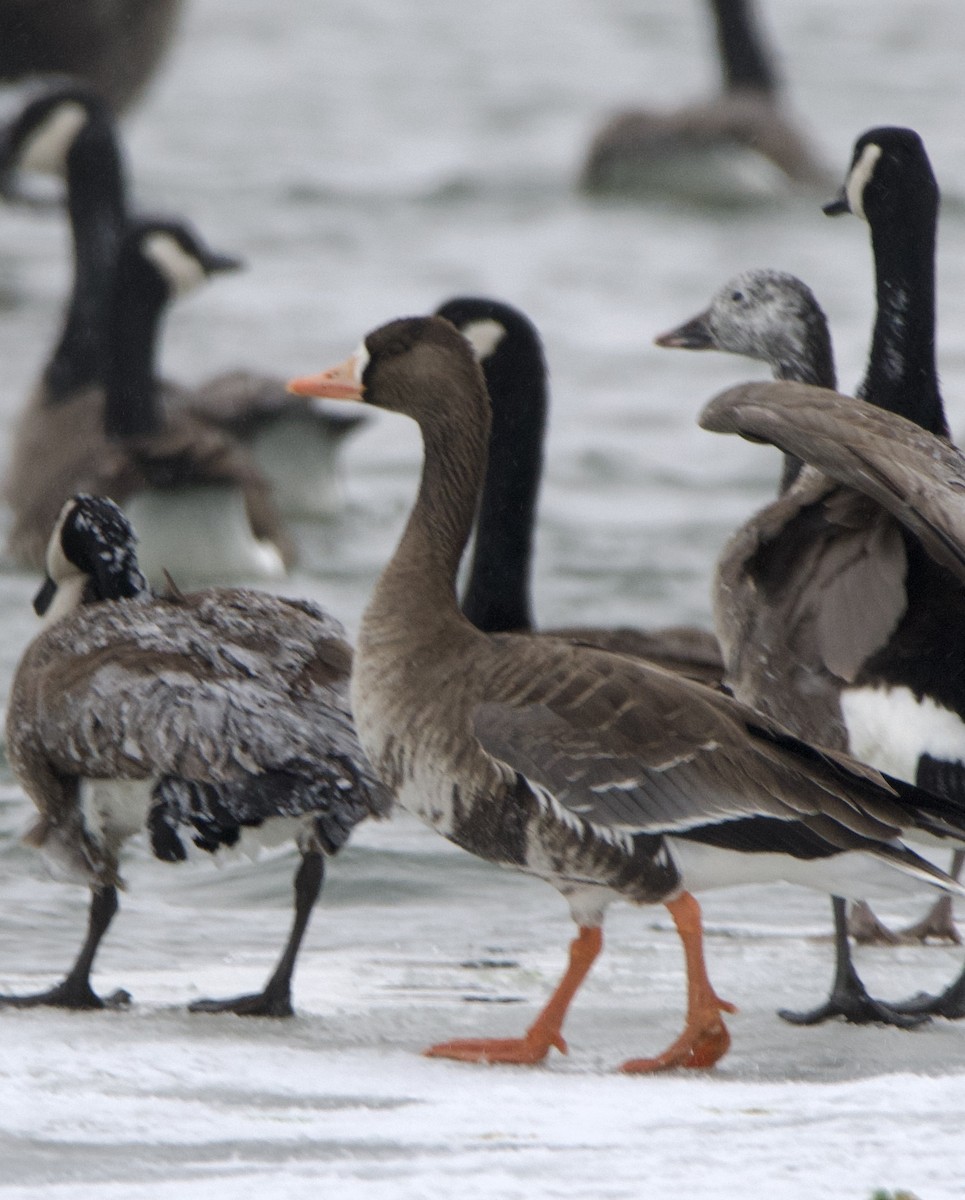 Greater White-fronted Goose - Tim Ray