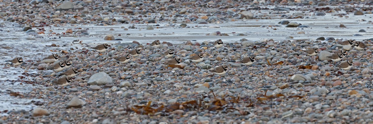 Common Ringed Plover - ML613268275