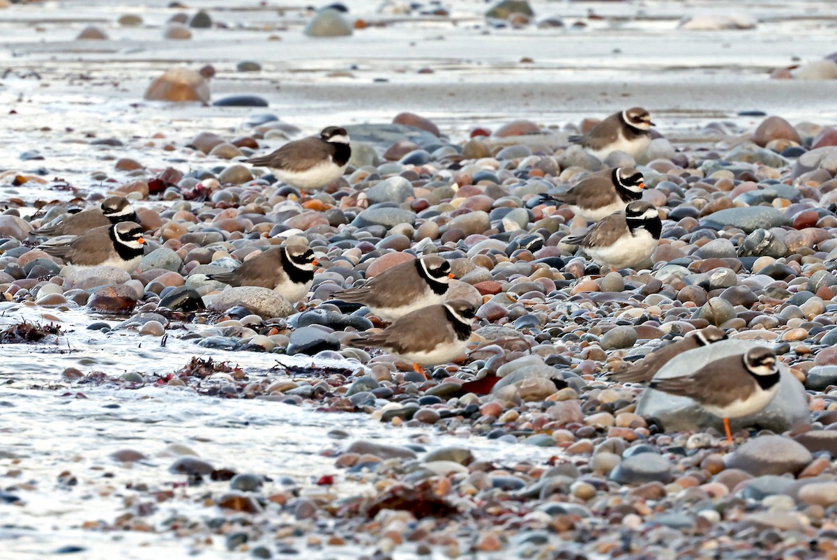 Common Ringed Plover - ML613268285