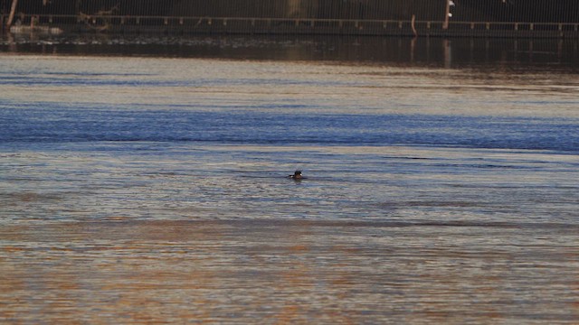 Red-breasted Merganser - ML613268296