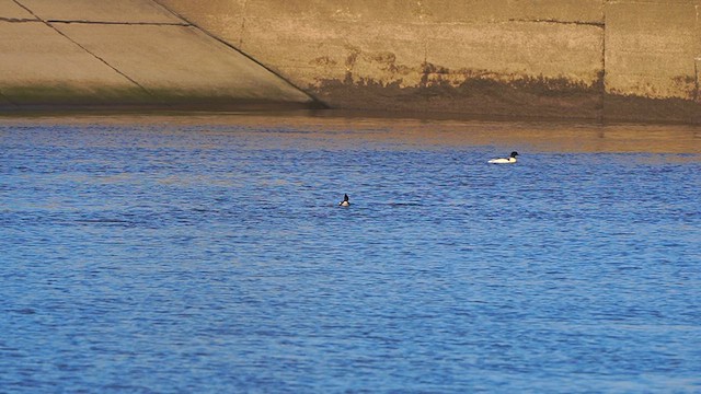 Red-breasted Merganser - ML613268298